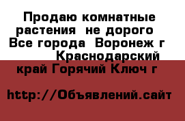 Продаю комнатные растения  не дорого - Все города, Воронеж г.  »    . Краснодарский край,Горячий Ключ г.